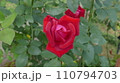 赤いバラ 110794703