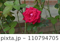 赤いバラ 110794705