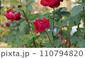 赤いバラ 110794820