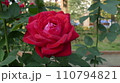 赤いバラ 110794821