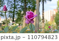 赤いバラ 110794823
