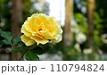 赤いバラ 110794824