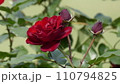 赤いバラ 110794825