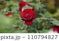 赤いバラ 110794827