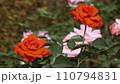赤いバラ 110794831