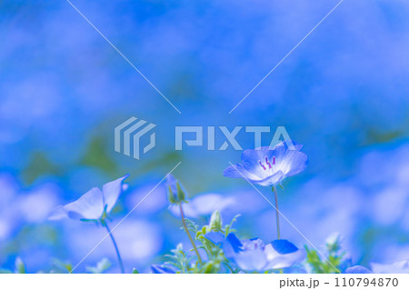 ネモフィラの花 110794870