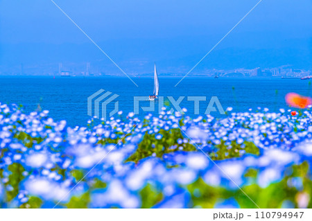 ヨットとネモフィラ ヨットとネモフィラ 110794947