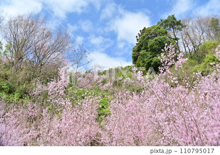 爽やかな早春の空をバックに咲く啓翁桜 爽やかな早春の空をバックに咲く啓翁桜 110795017