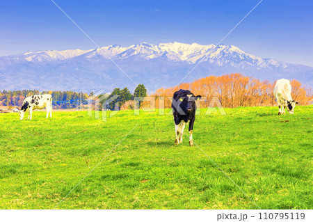 武尊山と高原牧場の乳牛 110795119