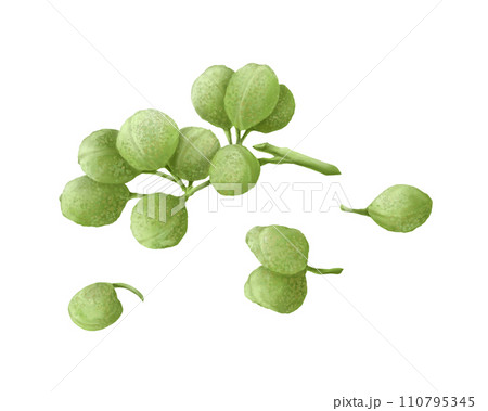 山椒の実のリアルな水彩イラスト 110795345