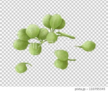 山椒の実のリアルな水彩イラスト 110795345