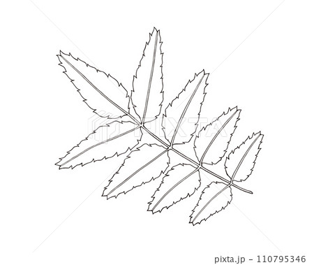 山椒の葉の線画イラスト 110795346