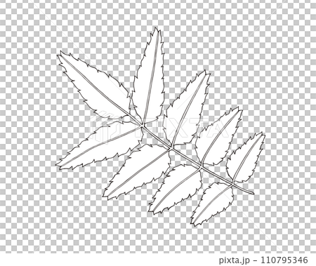 山椒の葉の線画イラスト 110795346
