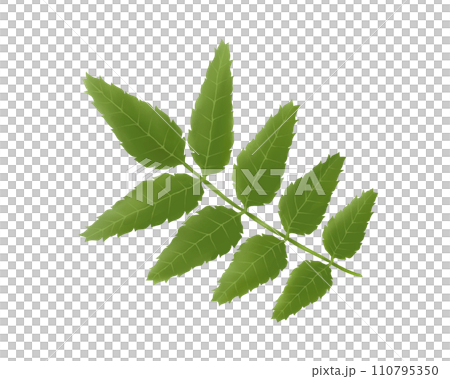 日本胡椒葉的寫實水彩插圖 110795350