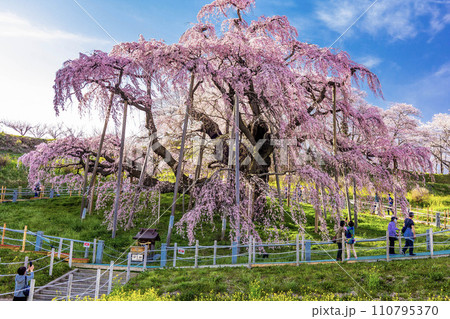 みはるの滝桜 110795370