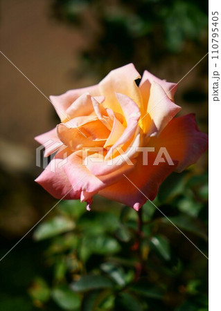 6064　バラ　アリゾナ 110795405