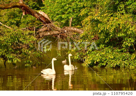 白鳥のヒナ達 白鳥のヒナ達 110795420