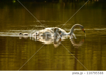 白鳥のヒナ達 白鳥のヒナ達 110795588