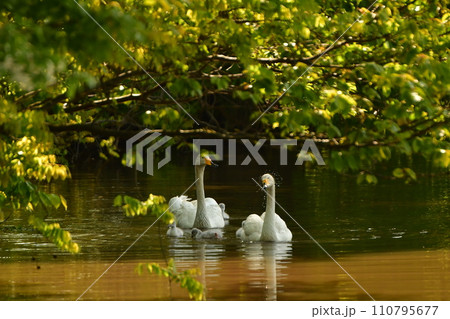 白鳥のヒナ達 110795677