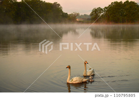 白鳥のヒナ達 110795805