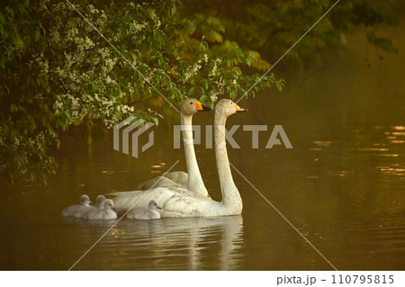 白鳥のヒナ達 白鳥のヒナ達 110795815