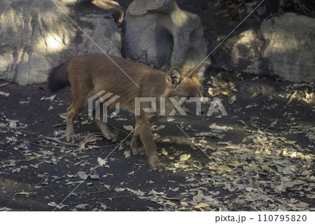 歩くドール 110795820