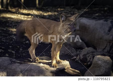 岩に登るドール 110795821