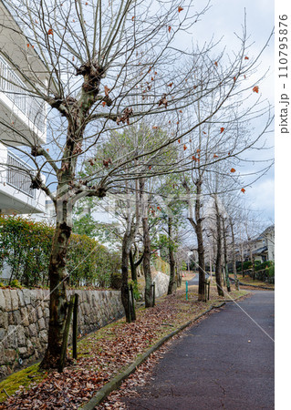 春を待つ住宅街の並木道　奈良市の住宅街にて　寂しげな枯れ葉を残すプラタナスの並木 110795876