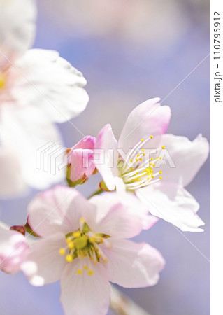 明るい青空に咲く満開の桜の花のアップ 110795912