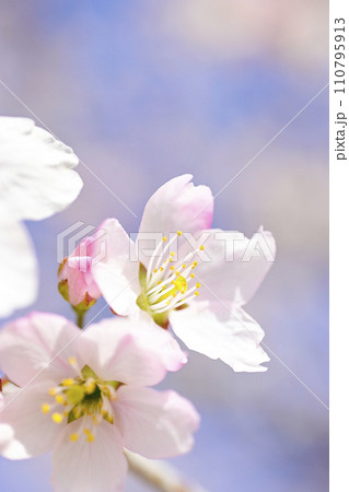 明るい青空に咲く満開の桜の花のアップ 明るい青空に咲く満開の桜の花のアップ 110795913