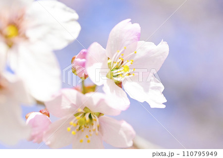 明るい青空に咲く満開の桜の花のアップ 110795949
