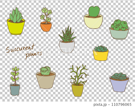 Succulent illustration Succulent illustration 110796065