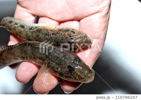 良型のハゼを2尾、本日の釣果を手に持って 110796207