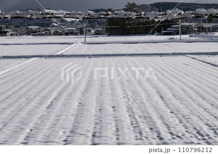 束の間の日差し 束の間の日差し 110796212