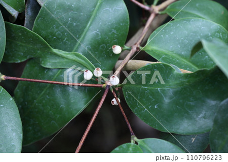 メメキロンの花 メメキロンの花 110796223