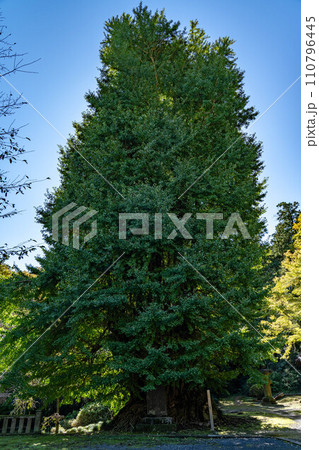 岩殿観音大銀杏 110796445