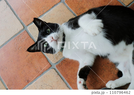 猫 ねこ ネコ 110796462