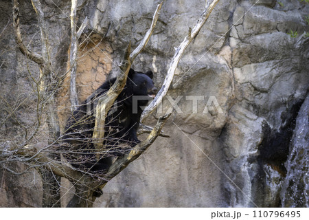 木の上で休むツキノワグマ 110796495
