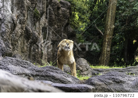 水を切るライオン 水を切るライオン 110796722