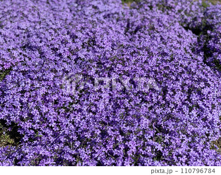 紫の芝桜 紫の芝桜 110796784