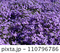 紫の芝桜 110796786