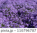 紫の芝桜 110796787