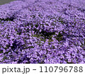 紫の芝桜 110796788