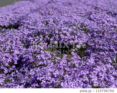 紫の芝桜 紫の芝桜 110796788