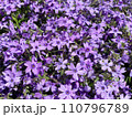 紫の芝桜 110796789
