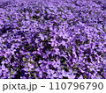 紫の芝桜 110796790