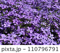 紫の芝桜 110796791