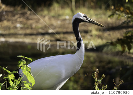 餌を探すタンチョウ 110796986
