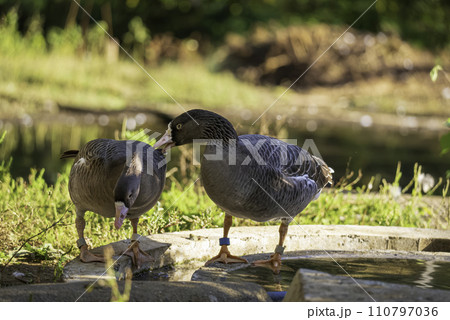 番いのハイイロガン 110797036