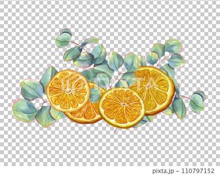 Orange slices with eucalyptus sprigs. Juicy citrus slices, green leaves. Silver dollar plants, tangerine. Watercolor illustration for poster, package, cosmetic design 110797152